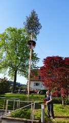 2025-04 Maibaum stellen Unterentersbach (41)
